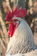 Portrait of a rooster in a chicken coop. France