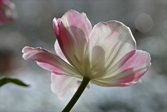 White-pink blossomed tulip