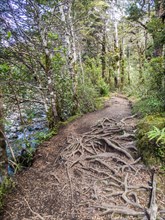 Roots on the Taranaki Falls Track