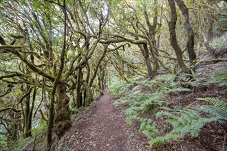 Cloud forest around the Raso de la Bruma above the Montana de la Arana