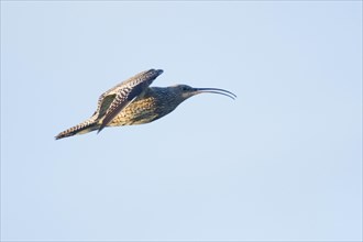 Curlew