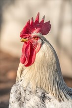 Portrait of a rooster in a chicken coop. France