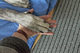 Paw of a Great Dane in human hands