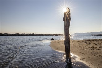 Alluvial wood on the sandy beach in San Stefano al Mare