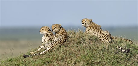 Four male cheetahs