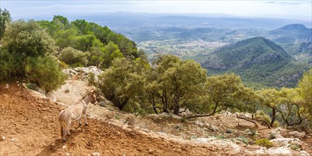 Donkey with landscape at the castle Castell dAlaro holiday travel panorama in Majorca