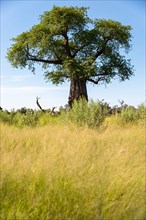 Baobab tree in green foliage