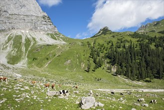 Cows in the Enger Grund mountain pasture area with Hohljoch and Teufelskopf