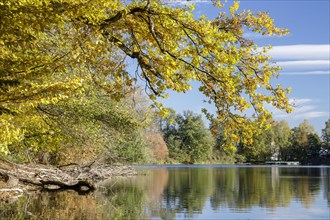 Autumn trees on the shore of the Lengwil pond