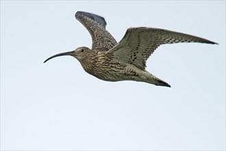 Curlew