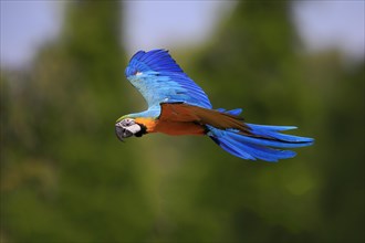 Blue and yellow macaw