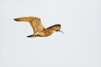 Curlew