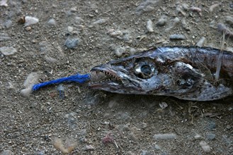 Half decomposed fish lying on the ground with open mouth and blue thread