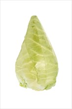 Pointed cabbage or pointed cabbage
