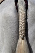 Festively plaited tail of a white horse