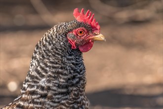 Portrait of a grey hen in a chicken coop. France