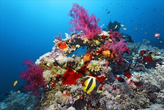 Typical coral reef with various soft corals