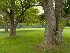 Old trees in the palace garden