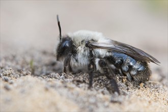 Grey sand bee