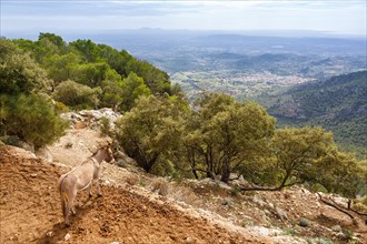 Donkey with landscape at the castle Castell dAlaro holiday travel in Majorca