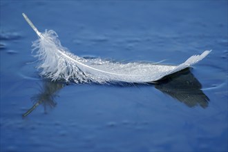 A feather of a whooper swan