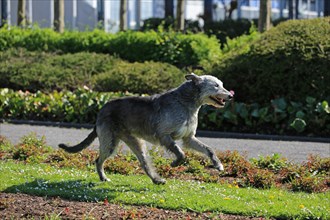 Running Wolfhound