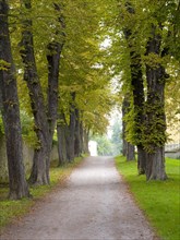 Avenue of trees with horse-chestnuts
