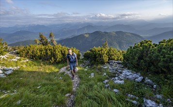 Hiker between mountain pines