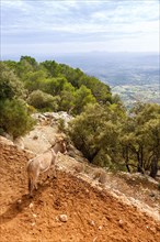 Donkey with landscape at the castle Castell dAlaro holiday travel in Majorca