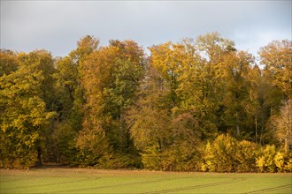 Autumn atmosphere in diffuse light at the edge of the forest