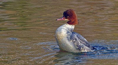 Common merganser