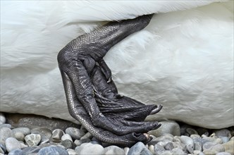 Angled black webbed foot of mute swan