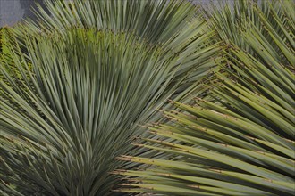 Brown tips of beaked yucca