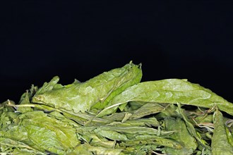 Dried stevia leafs