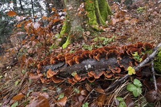 Brown velvet layer fungus