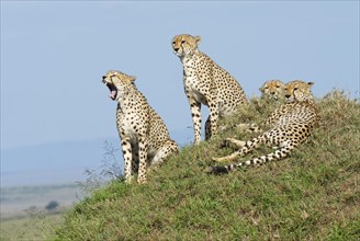 Four male cheetahs