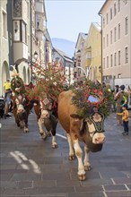 Decorated cows