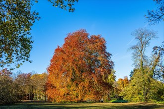 Copper beech in the Marly Garden in autumn