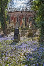 South cemetery and crocuses