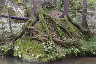 Tree roots and fern by the stream