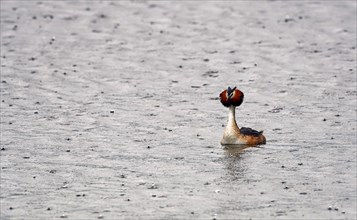 Great crested grebe