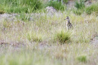 Eurasian curlew