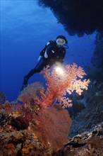 Diver with torch looking under coral reef overhang large klunzinger's soft coral