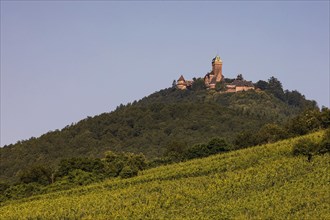 Vineyard in front of the Chateau du Haut-Koenigsbourg