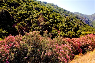 Valley of the Oleander