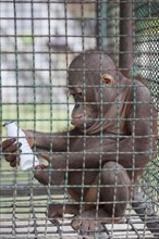 Baby orangutan locked in a cage