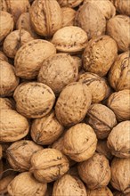 Persian walnut