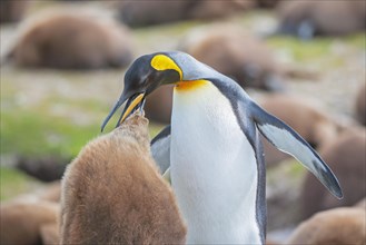 An adult King penguin