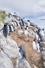 Group of rockhopper penguins