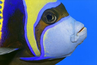 Portrait emperor angelfish